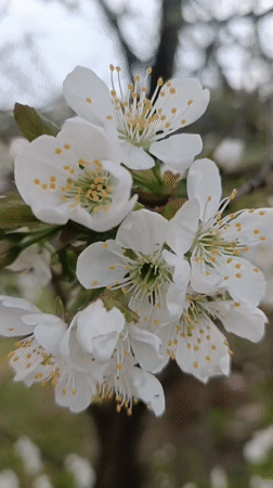 Spring yard work documented in blooming Motyakovo, Russia