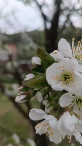Spring yard work documented in blooming Motyakovo, Russia