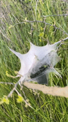 Rural Bulgaria wildlife and daily scenes documented May 7