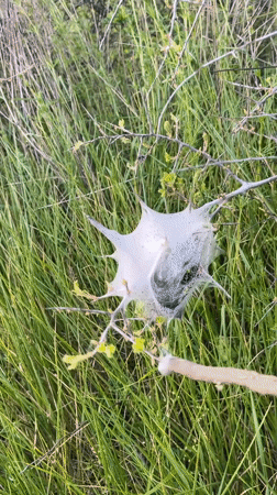 Rural Bulgaria wildlife and daily scenes documented May 7