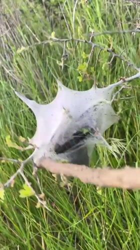 Rural Bulgaria wildlife and daily scenes documented May 7