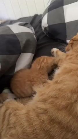 A tiny ginger kitten nudges a large orange cat's ear. The kitten is on the left of the frame, and the cat is on the right. Both are on a dark surface, possibly a bed, with checkered pillows in the background. The kitten's body is blurred due to movement, but its head is focused on the cat's ear. The cat remains still, appearing to tolerate the kitten's interaction.