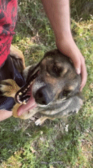 Dogs playing in the grass and trails of Vladaya