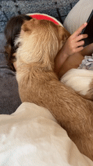 Woman recovers in bed with dog companion in Salou