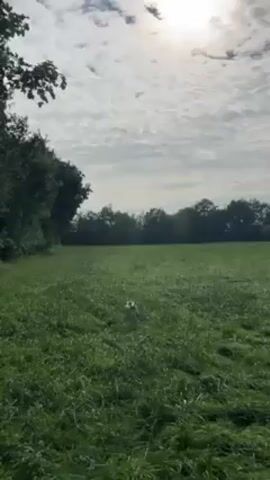 The video shows a small tan and brown dog running through a grassy field towards the camera, then running away from the camera again. The field has tall green grass and is surrounded by trees. The sun is shining and there are clouds in the sky. The dog is wearing a harness.