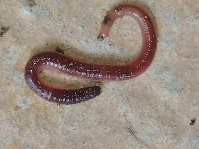A close-up, overhead shot shows a segmented, reddish-brown earthworm with scattered white specks lying on a textured, light-colored surface that appears to be concrete or stone. The worm is coiled into an S-shape, with its head pointing towards the upper right and its tail towards the lower left. The head end is lighter in color and appears slightly damaged, with some dark markings. The body segments are clearly visible, and some have small, dark dots. The surface has a rough, uneven texture and appears slightly damp in some areas. No other living creatures or objects are visible in the frame. The lighting is even, suggesting natural or diffused artificial light.