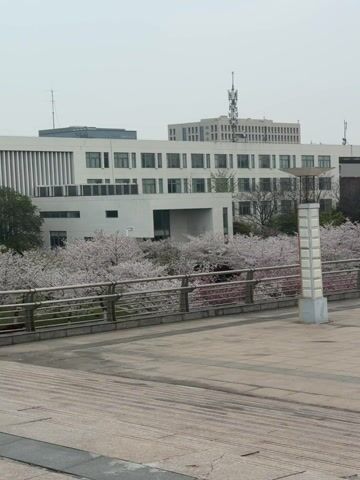 The video shows an outdoor scene of a university campus, likely in Asia.  A large, modern, white building with multiple windows and a flat roof dominates the background.  Several communication towers are visible on the roof. In front of the building, a row of flowering cherry trees in full bloom creates a picturesque view. The blossoms appear light pink and white. A metal railing borders a lower area, potentially a walkway or garden. In the foreground, there are concrete steps leading towards the viewer. A tall, modern light fixture stands to the right of the frame. The sky is overcast and gray.  There are no people immediately visible in the video.