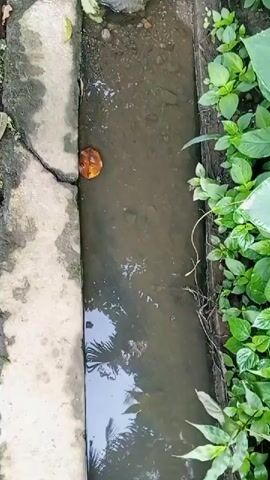 A video shows a close-up of a shallow concrete drainage ditch filled with murky water. The ditch is flanked by lush green foliage, including large, broad leaves that appear to be wet. On the left side of the ditch, there is a concrete border with a visible crack. A single brown leaf floats on the surface of the water near the concrete. The water reflects the surrounding greenery and possibly palm fronds. The camera pans slightly to the right, focusing on the dense vegetation along the edge of the ditch. There are no people or animals visible in the video. The overall impression is of a natural, somewhat overgrown outdoor environment.
