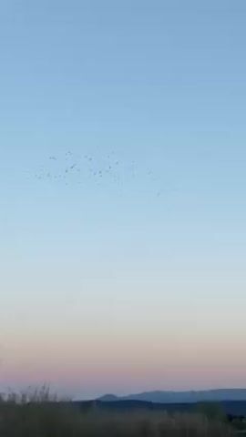A video presents a wide, static shot of a landscape at dusk or dawn. The sky occupies the majority of the frame, transitioning from a pale blue at the top to a gradient of soft pink and orange near the horizon. In the center of the sky, a dense flock of birds is visible, forming a dark, amorphous mass against the light background. The ground area at the bottom of the frame features dry vegetation in the foreground, with a row of distant hills silhouetted against the colorful sky. The overall scene is serene, with the focus on the natural beauty of the landscape and the dynamic movement of the birds.