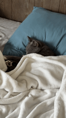 Gray cat naps under a white blanket in Fife