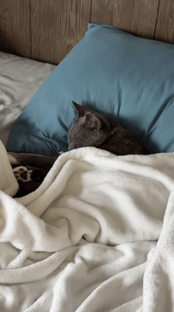 Gray cat naps under a white blanket in Fife