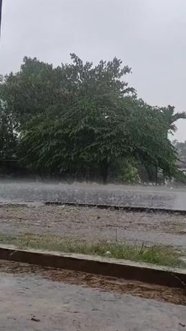 A light rain is falling on a road with a large green tree in the background. The road is wet and there are puddles of water. A concrete curb is visible in the foreground.