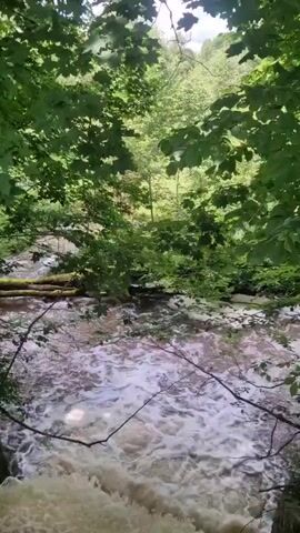 This video captures a view of a flowing river surrounded by lush green trees and foliage. The river appears to be cascading in some sections, with foamy white water indicating a moderate current. Several fallen logs are visible partially submerged in the water, adding to the natural and somewhat wild aesthetic of the scene. Sunlight filters through the leaves, suggesting it is daytime. The overall atmosphere is serene and natural, evoking a sense of peace and the beauty of the outdoors. The location is identified as Krastkalni, Latvia. There is no visible text in the video.