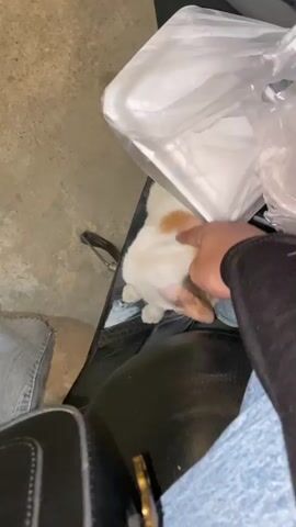 A calico kitten is petted by a human hand. The kitten is sitting on a black surface, possibly a seat. The kitten is white with patches of orange and black. Its eyes are open and it is looking up. The human hand is gently stroking the kitten's head. In the background, there is a concrete floor and a white plastic bag. A person is wearing jeans and a black long-sleeved shirt.