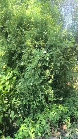 This media file captures a lush, overgrown natural scene with dense greenery. The primary subject is a large bush or small tree that is heavily laden with small white flowers, interspersed with the vibrant green foliage. The leaves are delicate and appear to be compound. The bush is also adorned with small red berries, visible towards the upper parts of the plant and higher up in the trees.

The scene appears to be outdoors, likely in a natural setting such as a garden or a wild, uncultivated area. The sunlight filtering through the leaves suggests it is daytime, likely late morning or afternoon, with bright, clear weather indicated by the visible blue sky. The setting is consistent with a location in Kyrgyzstan, potentially in a rural or semi-rural area like Malinovka, known for its natural beauty and agricultural landscapes.

There are no people or animals visible in the frame. The focus is entirely on the plant life, highlighting its abundant growth and the presence of both flowers and fruit. The overall impression is one of natural abundance and the flourishing of vegetation under good weather conditions. The dense growth might suggest a period of active growth and fruiting, possibly late spring or summer. There is no visible text in the media file.