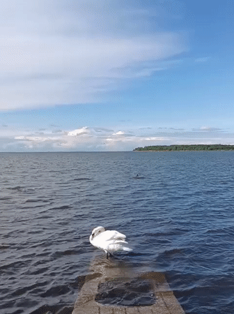 Swans on the Tallinn waterfront, midsummer afternoon