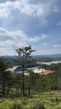 Morning landscape documentation captures Da Lat highlands pine forests