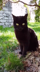 Black cat, power lines observed in rural Russia morning