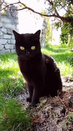 Black cat, power lines observed in rural Russia morning