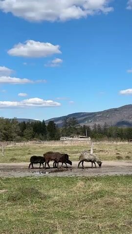 The video shows four sheep of varying colors grazing on a strip of land in a field on a sunny day. The sheep are black, brown, and gray. Behind the field is a line of trees and a mountain. There are white clouds in the blue sky. There is a building in the distance, partially obscured by the trees.