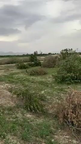 The video displays an overcast rural landscape in Qila Saifullah, Pakistan. The camera slowly pans from left to right across a field. In the foreground and midground, there are numerous piles of dried, cut branches and foliage, suggesting recent land clearing or pruning activity. Patches of green grass are interspersed with areas of bare, dry earth, indicating a cultivated or semi-cultivated area. Scattered green trees and bushes are visible throughout the scene. In the distance, faint mountain ranges can be seen under a heavy, cloudy sky. A continuous mechanical whirring sound, possibly from a tractor or other agricultural machinery, is audible throughout the recording. No people or visible text are present in the video.