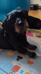 Black wirehaired dachshund chills on a cartoon playmat indoors