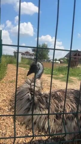 A close-up shot captures an emu behind a green chain-link fence. The emu's long, dark neck is bent, and its fluffy, brown and grey feathers are slightly disheveled, appearing wet and matted in places. Its head is turned to the left, with its dark eye visible. The ground beneath the emu is covered in wood chips. In the background, a dirt path leads towards a cluster of buildings with red roofs and white trim. A wooden structure, possibly a shed or coop, stands to the right of the path. The sky above is blue with scattered white clouds. The fence posts and wire are prominently in the foreground, creating a barrier between the viewer and the bird. The overall impression is of an outdoor enclosure on a sunny day, with the emu being the central focus.
