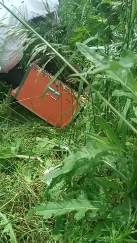 A close-up video shows an orange box lying on its side in tall green grass and weeds. A person wearing a white beekeeper suit can be seen partially in the upper left corner of the frame, with their hands near the box. The box appears to be a beehive or a component of one, with visible slats or frames inside. The surrounding environment is dense with vegetation, suggesting an outdoor, possibly rural or garden setting. The camera angle is low and focused on the ground, with the vegetation creating a somewhat obscured view of the activity.