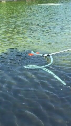 The video shows a view of a body of water, likely a pond or lake, with clear distinctions between shallow and deep areas. In the shallow area, the bottom is visible and appears sandy or muddy. The deeper section of the water is a darker shade of blue-green. A cleaning apparatus is submerged in the water. This apparatus consists of a pole with a loop at the end, from which a flexible hose is attached. The hose is partially submerged and forms a coiled shape in the water. Attached to the loop is an orange object, possibly a weight or a part of the cleaning mechanism. Additionally, a yellow object, possibly a float or another part of the apparatus, is visible extending from the water's surface. The water is rippling gently, suggesting a calm environment. The cleaning tool appears to be in operation, as indicated by the disturbance in the water around the orange component.