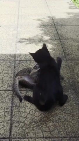 The video shows two kittens playing on a stone patio. A black kitten is playing with a grey and white tabby kitten. The black kitten is on top of the tabby kitten and appears to be biting and wrestling with it. The tabby kitten is on its back and appears to be defending itself. The video is shot from a slightly elevated angle, looking down on the kittens. There are shadows on the patio, suggesting it is daytime and there is sunlight.