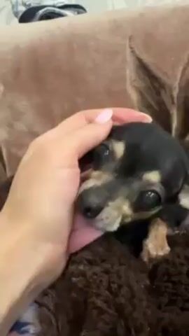 A close-up shot depicts a small, black and tan chihuahua resting on a brown, textured blanket. A human hand with light pink manicured nails is gently stroking the dog's head. The dog looks up with large, expressive eyes and licks the person's hand. The background includes a beige, plush couch and a glimpse of a blue and white patterned object.