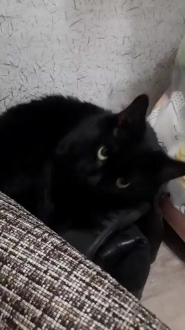 A black cat is lying on a couch, resting its head on a black object. The cat blinks and its tongue briefly sticks out. The couch has a brown and white checkered pattern. The wall behind the cat has a textured pattern of thin, dark lines. There is a white object with a floral pattern to the right of the cat.