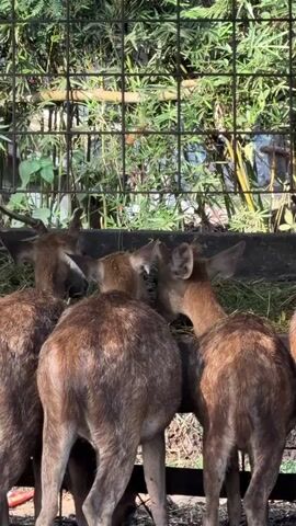 A group of deer are gathered around a trough, eating grass. The deer are brown with reddish-brown fur. They are standing very close together, and their heads are down as they eat. In the background, there is a fence made of metal bars, and beyond that, a dense growth of green bamboo. The sun appears to be shining, casting shadows and highlighting the deer's fur. The overall impression is one of a peaceful, natural scene, likely in an enclosure at a zoo or wildlife park, given the fence and the organized feeding trough. The setting, with its bamboo and lush greenery, suggests a tropical or subtropical climate. There is no visible text in the media file.