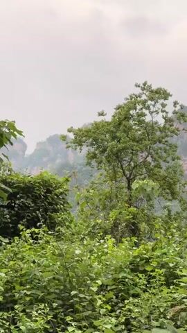 The video shows a landscape of mountains covered in lush vegetation under an overcast sky. The foreground consists of tall grasses and various green trees. The focus shifts upwards to reveal the mountains in the background, partially obscured by mist and foliage. The camera appears to be moving, possibly from a vehicle traveling along a road. Power lines are visible in the initial frame, cutting across the view of the mountains.