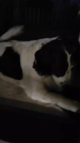 This media file is a short video clip of a black and white dog lying down. The dog appears to be a large breed, possibly a St. Bernard or a similar type, with prominent black patches on its white fur. The dog is lying on a textured surface, which could be a bed or a mat, and is positioned within a dark, indoor setting. The lighting is dim, with some light reflecting off the dog's eyes, creating a slightly eerie effect. The dog's expression is somewhat ambiguous, but it seems to be looking directly at the camera. There are no people or other objects clearly visible in the frame. The video is very short, lasting only a few seconds, and there is no discernible activity or event taking place other than the dog's presence. The location context provided is Marusino, Russia, but there are no visual cues in the video that specifically indicate this location. The time of day and weather conditions are also not apparent from the footage. No text is visible in the media file.