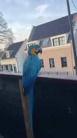 The video shows a blue and gold macaw perched on a dark-colored wooden railing, possibly a fence or balcony. The macaw is facing away from the camera, towards a street with buildings. The buildings are light-colored with dark roofs. One building has solar panels on its roof. The sky is pale blue. The macaw occasionally turns its head and moves its beak.