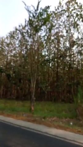 The video captures a side view of trees from a moving vehicle, likely a car. The trees are tall and slender, with light brown trunks and dense green foliage that appears slightly brown in places. They are planted in neat rows, suggesting a plantation or managed forest. The ground beneath the trees is covered in grass. A paved road is visible in the foreground, with a thin white line marking its edge. The sky is visible above the trees and appears overcast or hazy. The lighting suggests it is daytime. There are no people or animals visible in the frame.