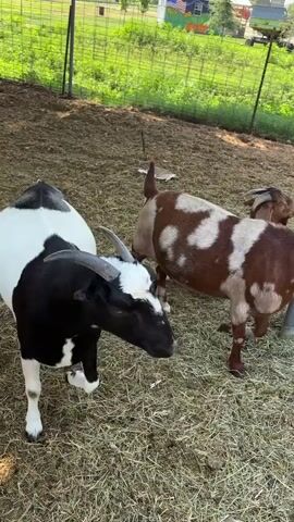 The video shows a group of goats in a fenced enclosure with dry grass and hay on the ground. In the foreground, a black and white goat is standing. Behind it, there are several other goats, some brown and white and some solid white. The goats appear to be interacting, with some nuzzling each other. In the background, there is a fence, trees, and some buildings. The sky is blue and it appears to be a sunny day.