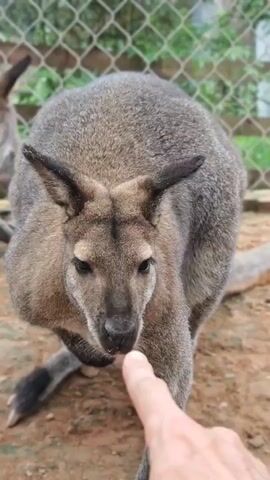 A wallaby is being touched on its nose by a human finger. The wallaby is gray and has large ears. The background shows a fence and some foliage. The ground appears to be dirt.