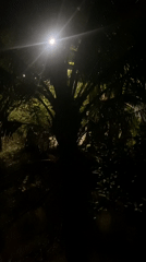 Nighttime scenes captured in Baan Tai, Thailand show tropical landscape