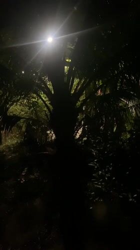Nighttime scenes captured in Baan Tai, Thailand show tropical landscape