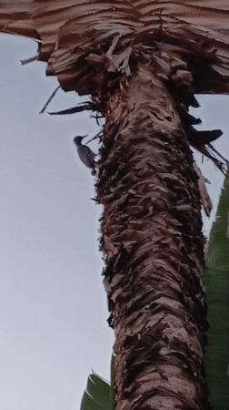 Evening wildlife and grilling scenes recorded in Tinaquillo, Venezuela