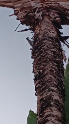 Evening wildlife and grilling scenes recorded in Tinaquillo, Venezuela