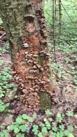 The video shows a close-up view of a tree trunk in a forest setting. The trunk is covered in numerous small, brown, shelf-like fungi growing in clusters. The surrounding ground is covered with fallen leaves and small green plants. The lighting suggests it is daytime. The camera is moving, providing a slightly shaky perspective as it pans across the fungi-covered tree.