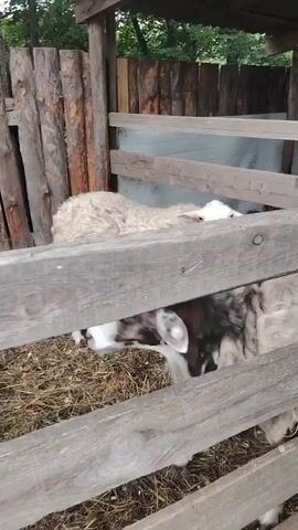 The video shows two sheep in a wooden enclosure. One sheep is lying down while the other stands and eats from a person's hand. The enclosure has a dirt floor covered with hay and a wooden fence. Behind the fence, there is a wooden structure and some greenery. The person feeding the sheep is partially visible, holding a stick with food.