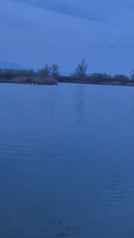 The video shows a calm lake at dusk. The sky is a deep blue, indicating the lack of direct sunlight. The water reflects the blue sky, giving it a similar color. On a small landmass covered with grass and vegetation, a group of white swans are resting. Several other swans can be seen floating on the water further in the distance. The landscape in the background consists of trees and a slightly elevated horizon line. The overall tone is peaceful and quiet, capturing a serene moment by the lake.