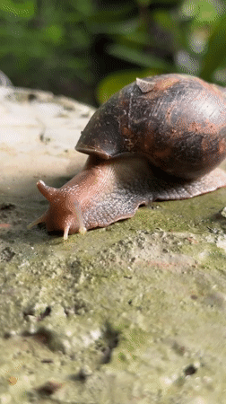 Snails, puddles, and small creatures in Ashvem, Goa