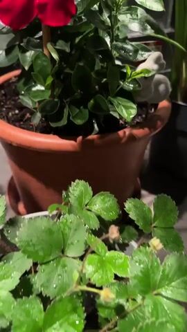 A close-up video shows a potted plant with bright red flowers. The plant is in a terracotta pot. There are several green leaves, some with water droplets on them. The background is dark, with some blurry green foliage visible. The focus is on the flowers and leaves of the plant.