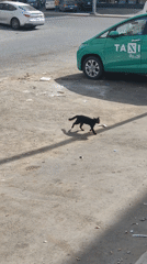 Midday street life documented in Jeddah featuring cats, buildings