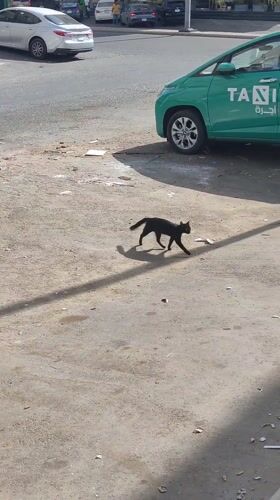 Midday street life documented in Jeddah featuring cats, buildings